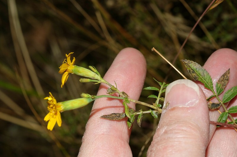 Tagetes elliptica photo 6