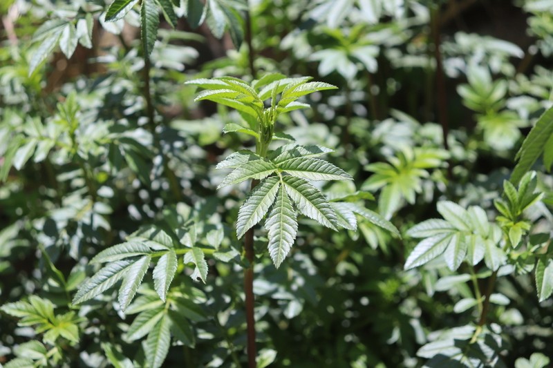 Tagetes elliptica photo 7