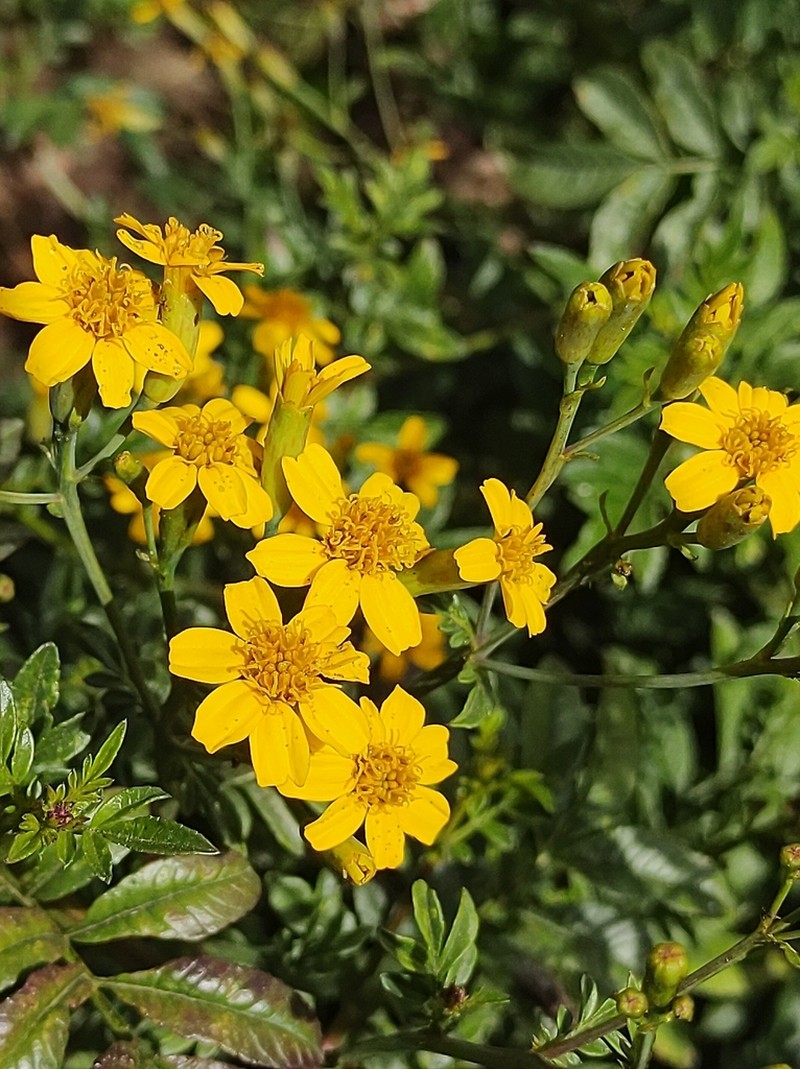 Tagetes elliptica photo 8