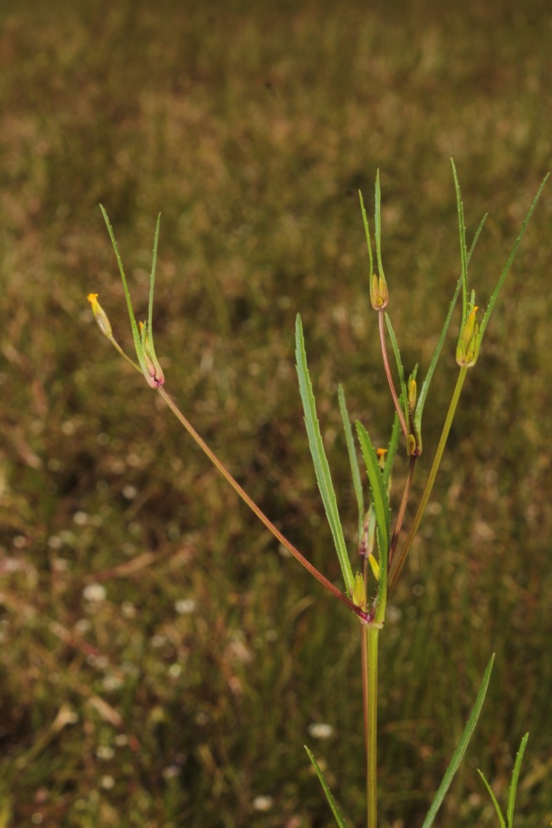 Tagetes epapposa