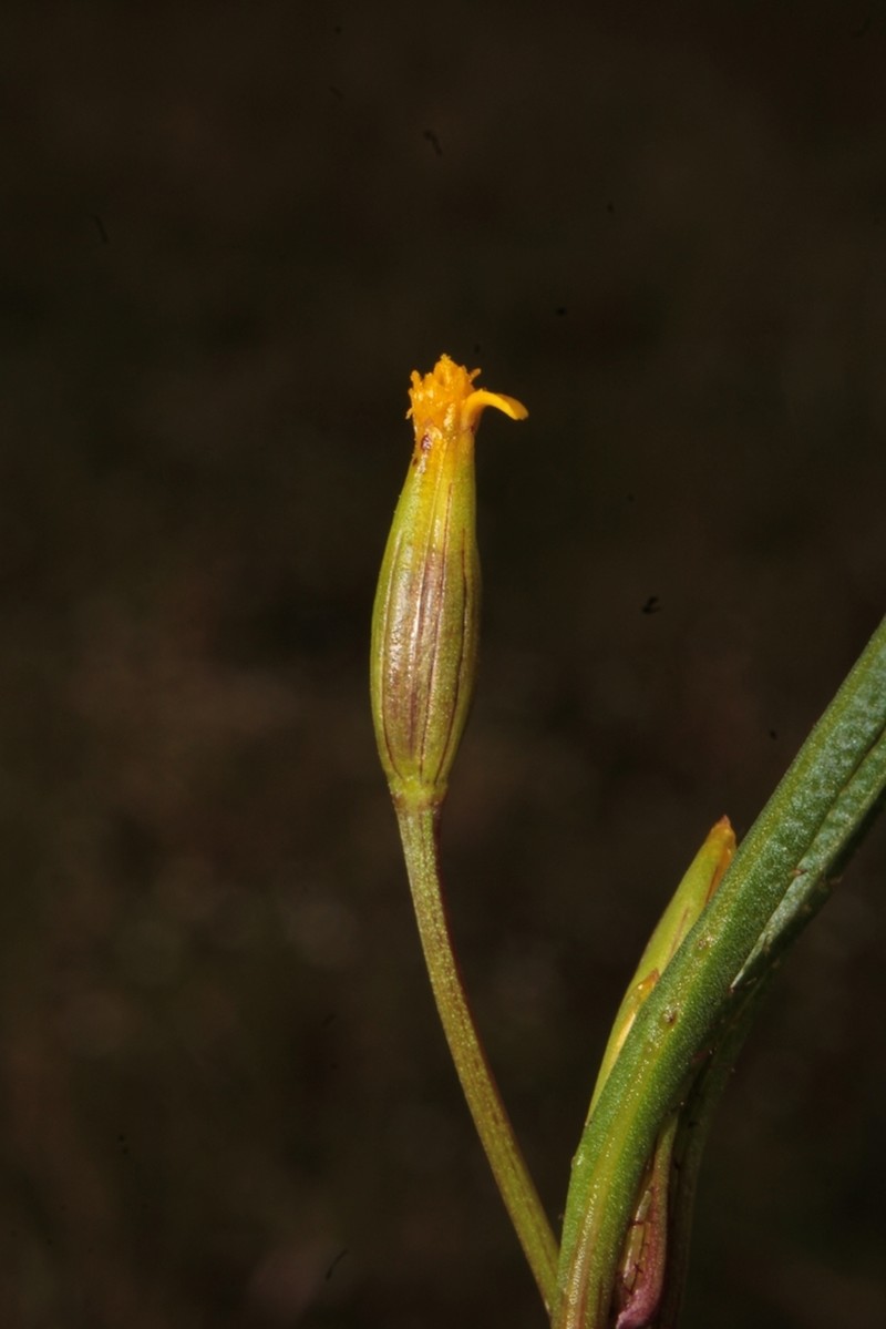 Tagetes epapposa photo 2