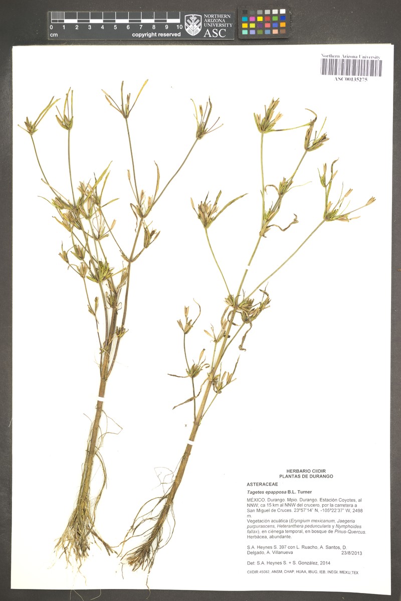 Tagetes epapposa photo 4