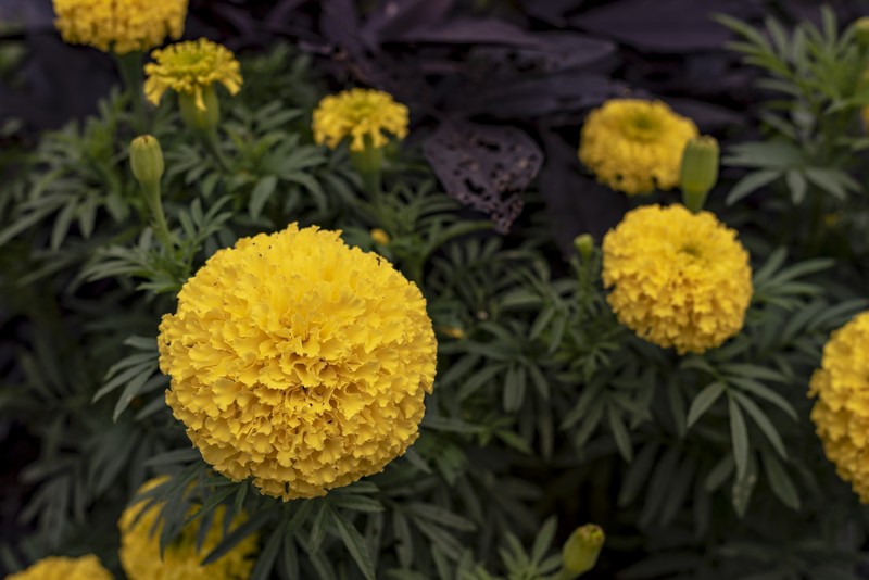 Aztec Marigold photo 2