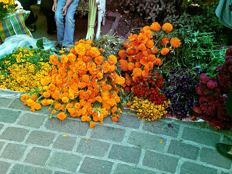 Aztec Marigold photo 3