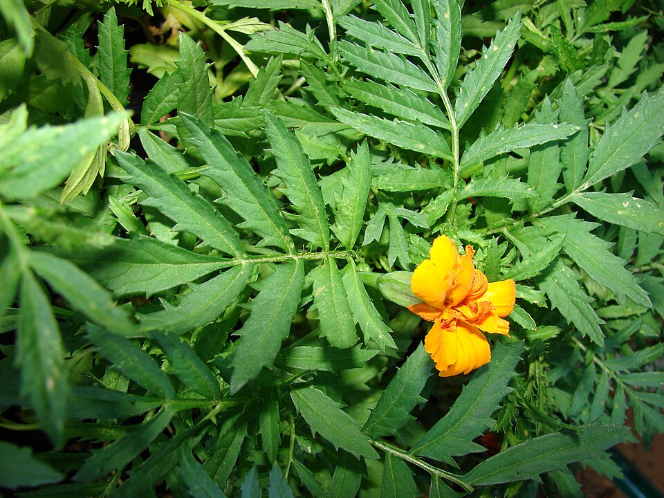 Aztec Marigold photo 4