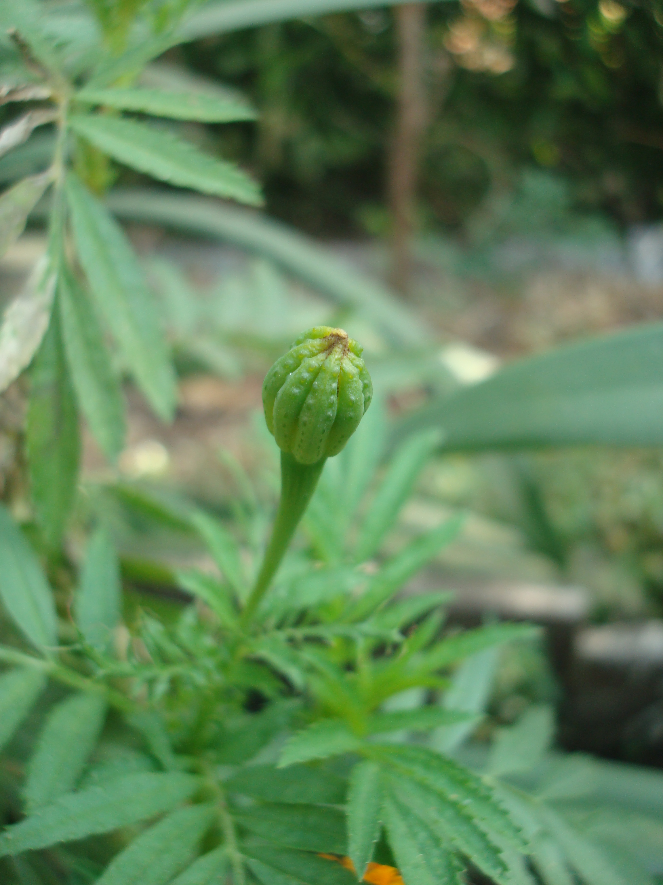 Aztec Marigold photo 5
