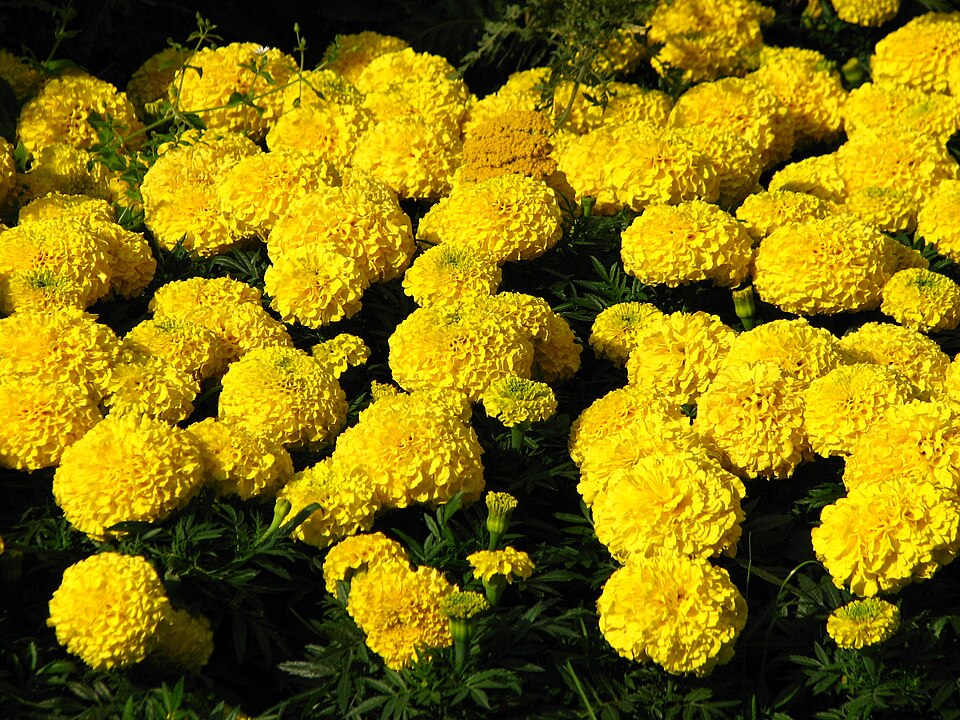 Aztec Marigold photo 6