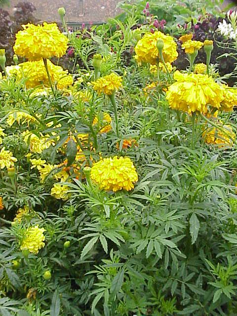 Aztec Marigold