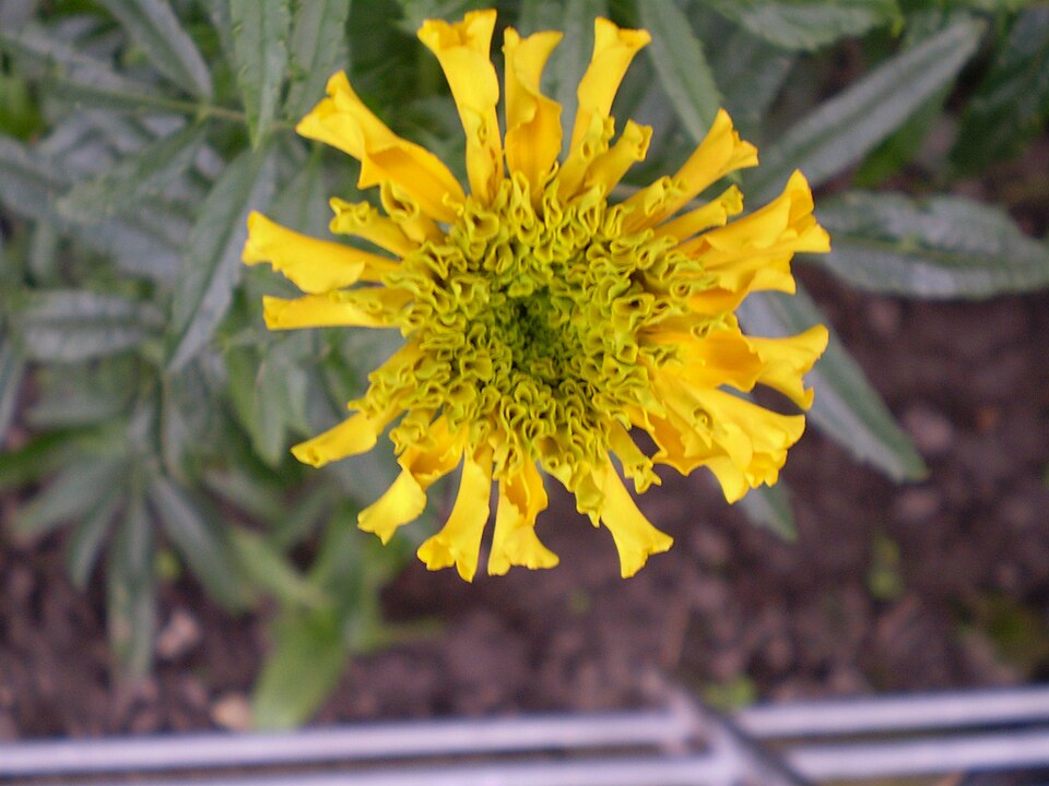 Aztec Marigold photo 7