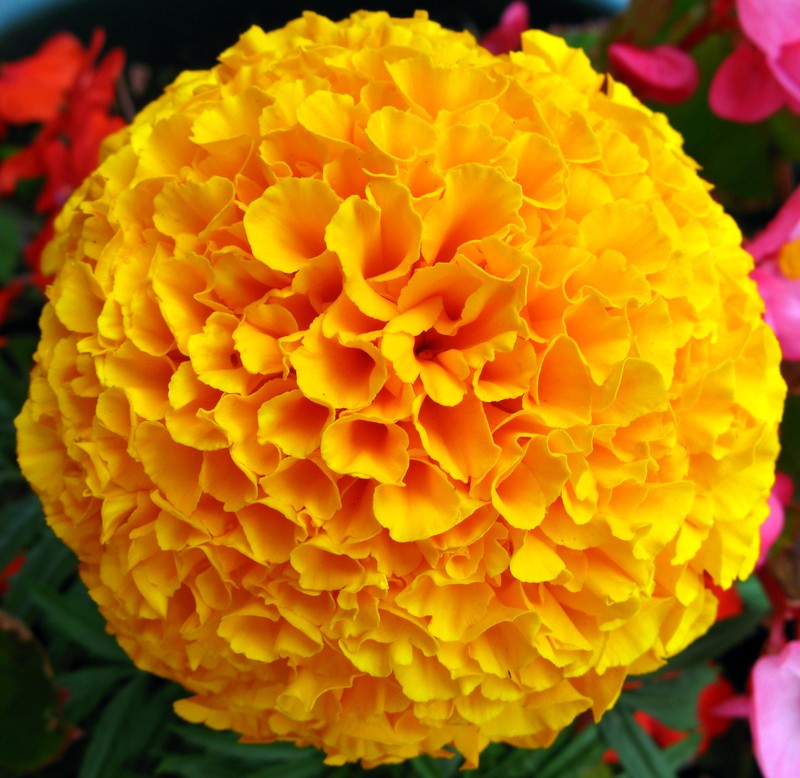 Aztec Marigold photo 8