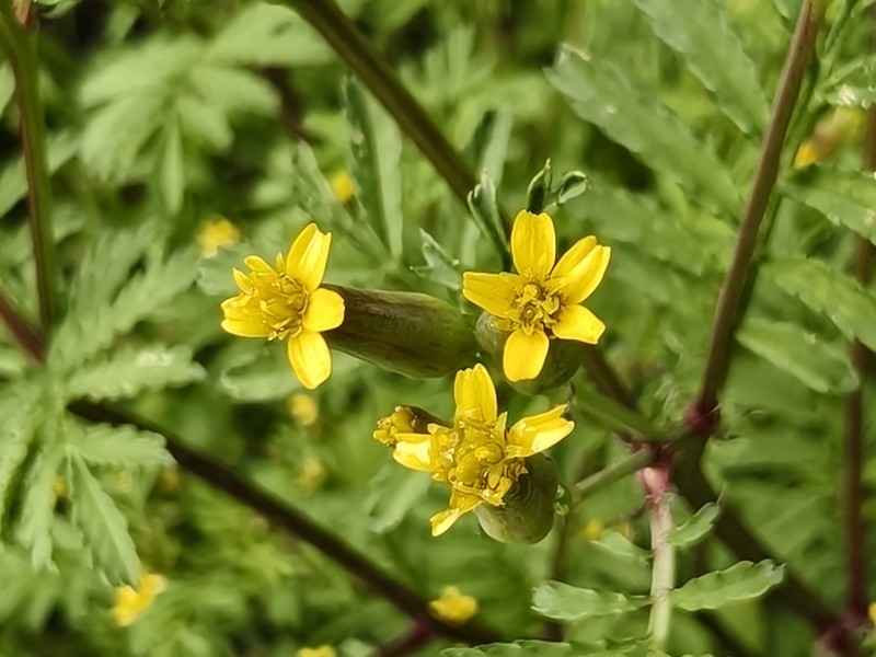 Tagetes foetidissima