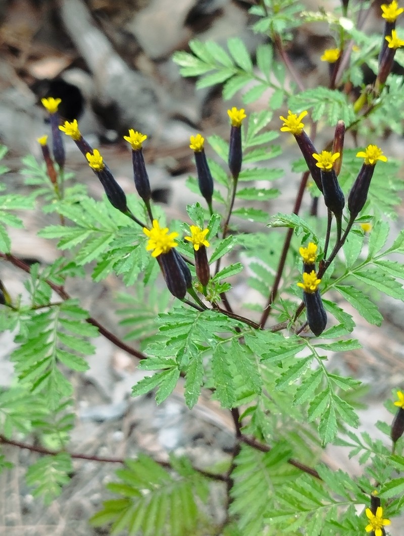 Tagetes foetidissima photo 2