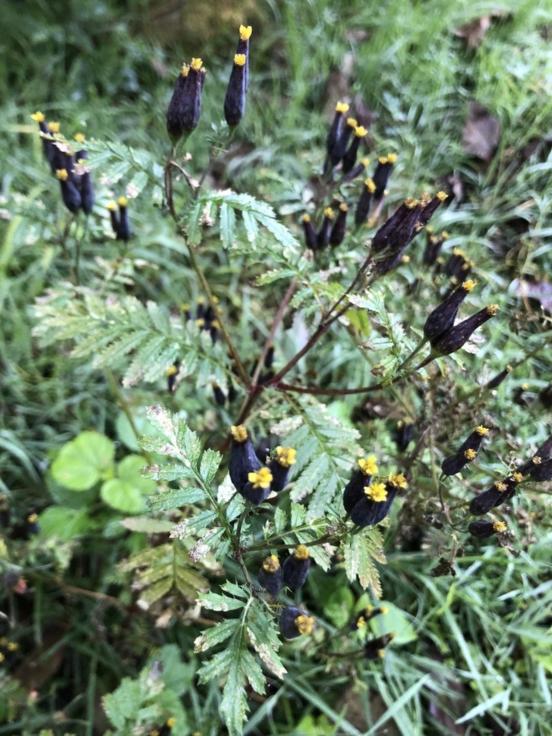 Tagetes foetidissima photo 3