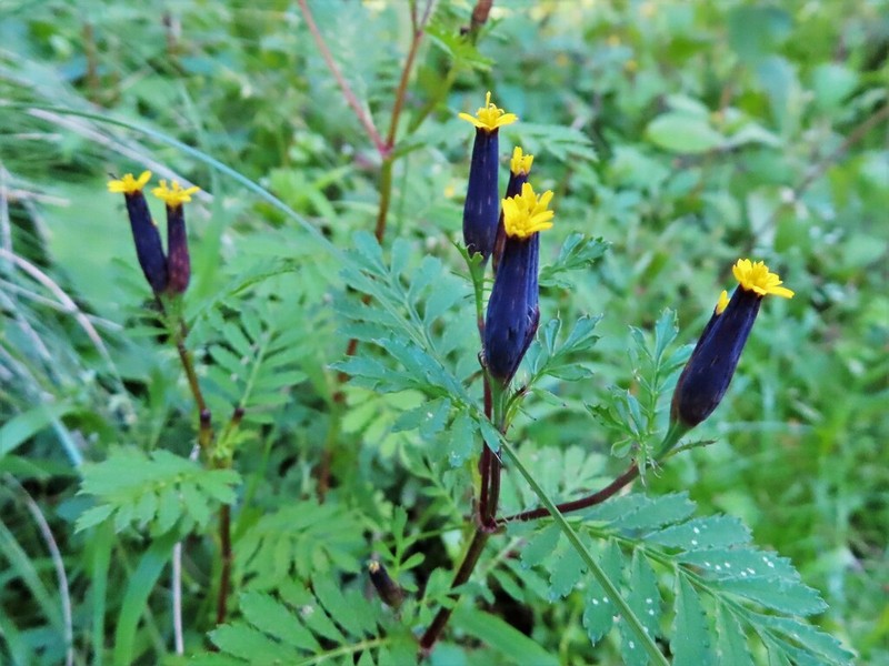 Tagetes foetidissima photo 5
