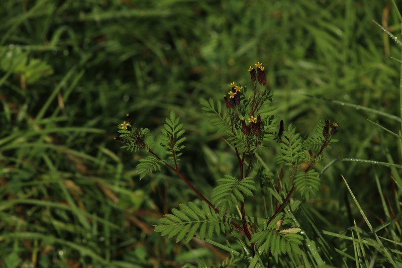 Tagetes foetidissima photo 6