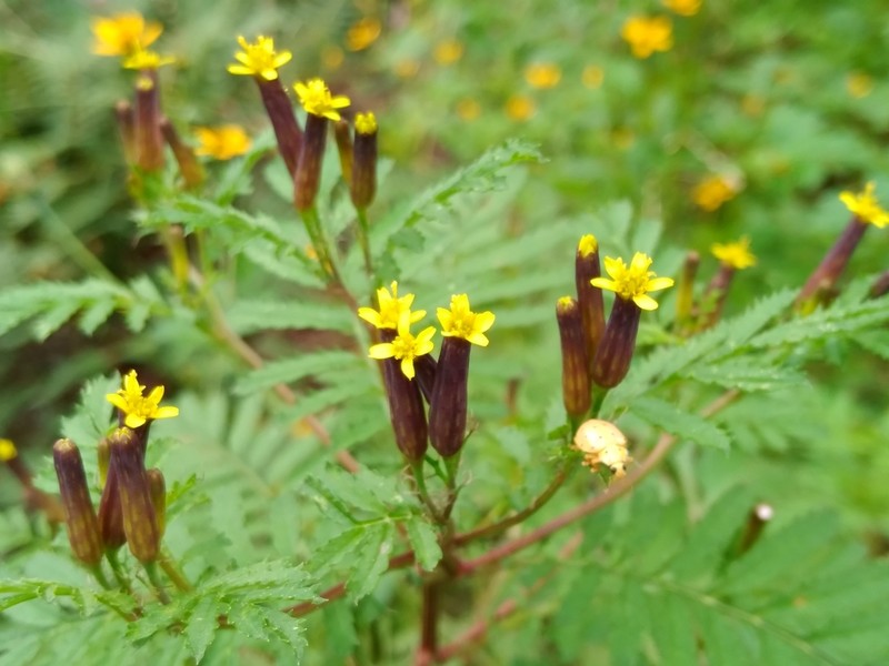 Tagetes foetidissima photo 8