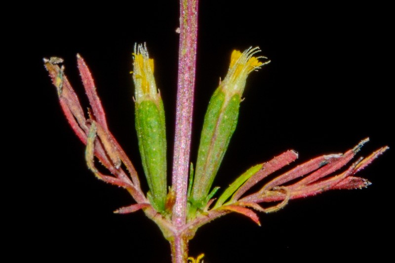 Tagetes gracilis