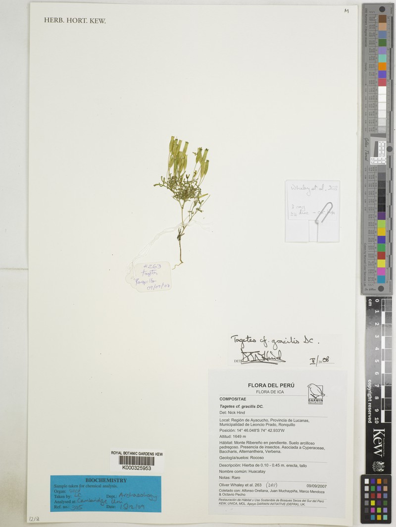 Tagetes gracilis photo 2