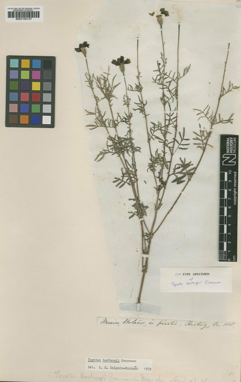 Tagetes hartwegii