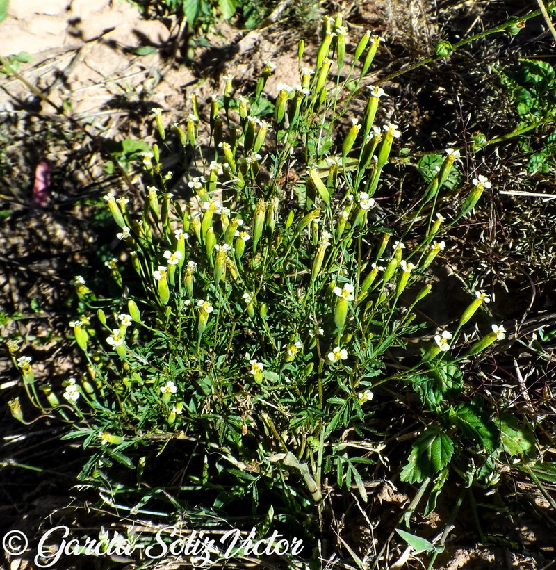 Tagetes iltisiana