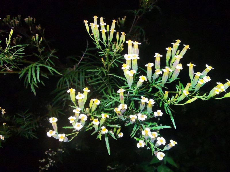 Tagetes iltisiana photo 2