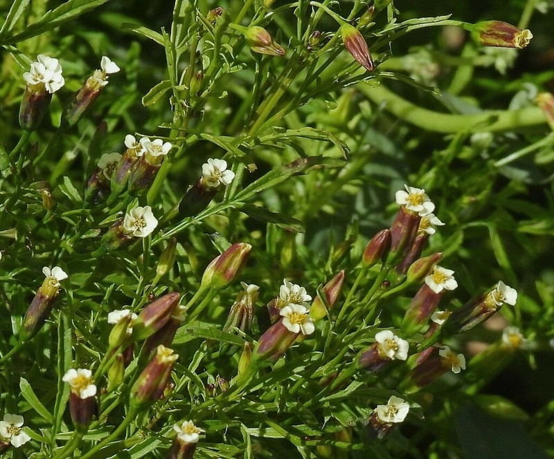 Tagetes imbricata