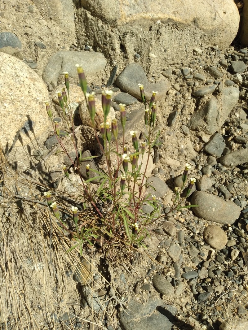 Tagetes imbricata photo 2