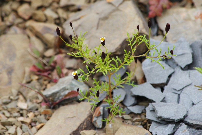 Tagetes imbricata photo 3