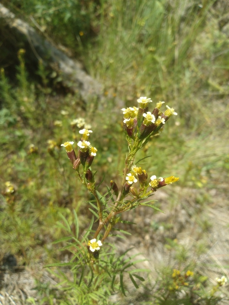 Tagetes imbricata photo 4