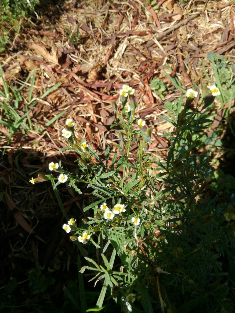 Tagetes imbricata photo 5