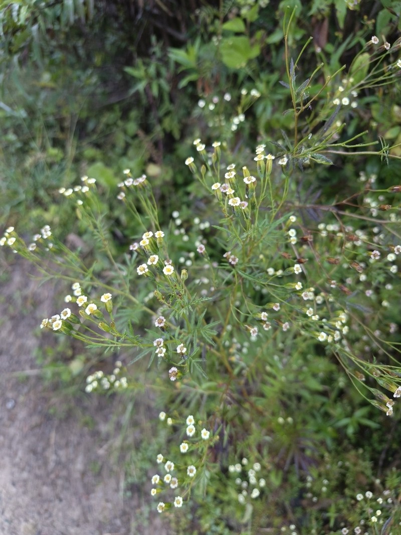 Tagetes imbricata photo 6