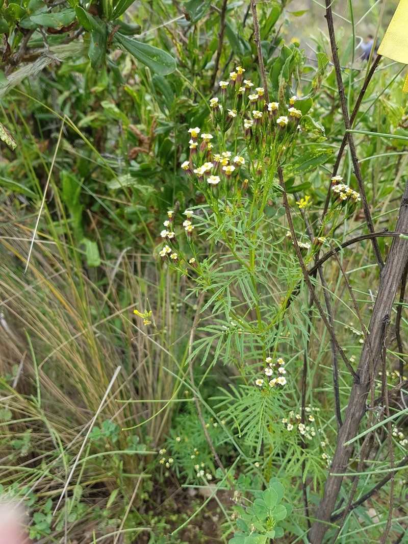 Tagetes imbricata photo 7