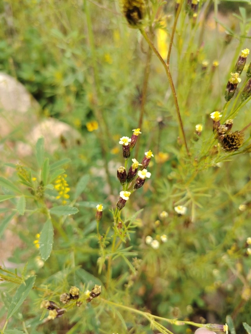 Tagetes imbricata photo 8