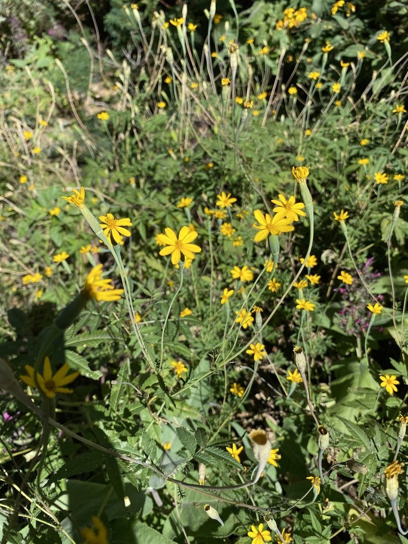 Tagetes lacera photo 2