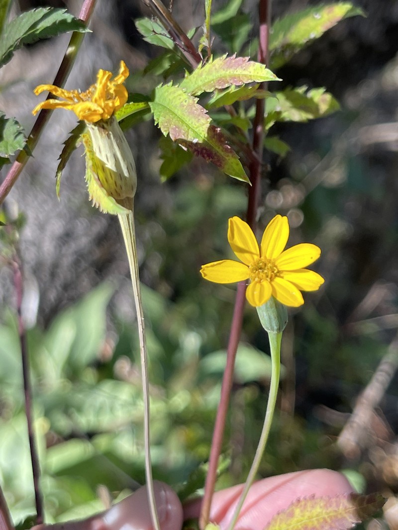Tagetes lacera photo 3