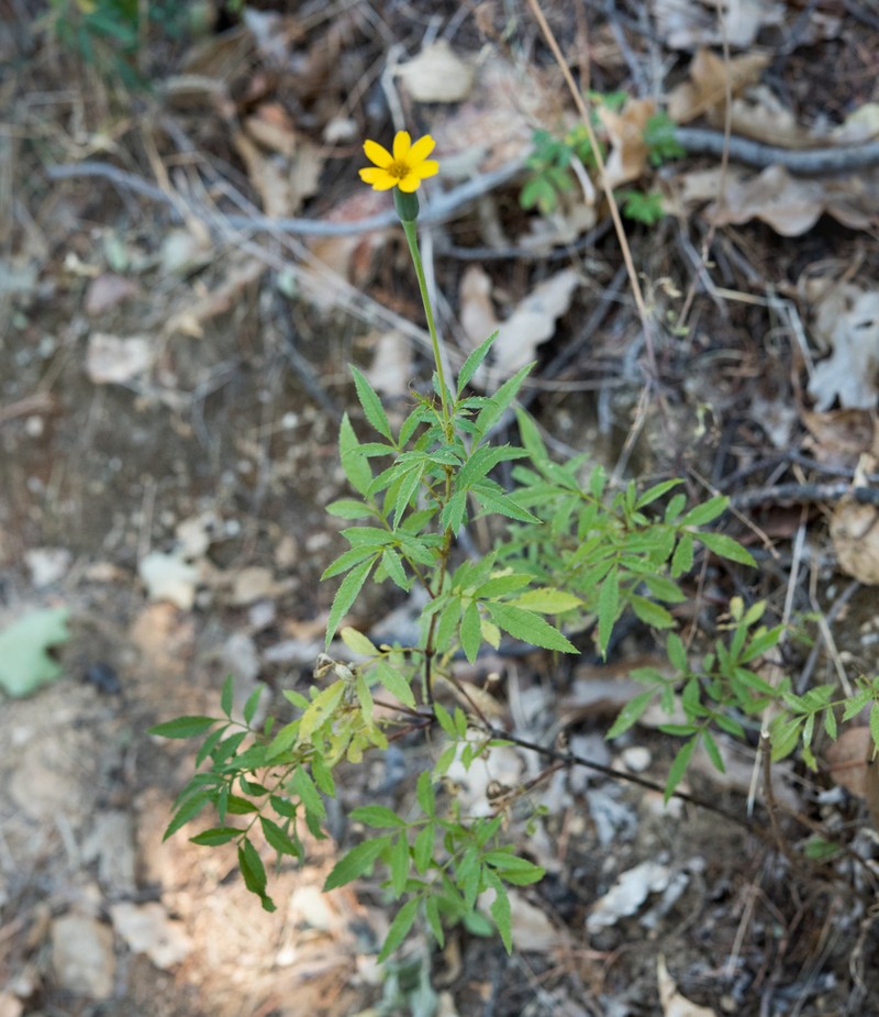 Tagetes lacera photo 5