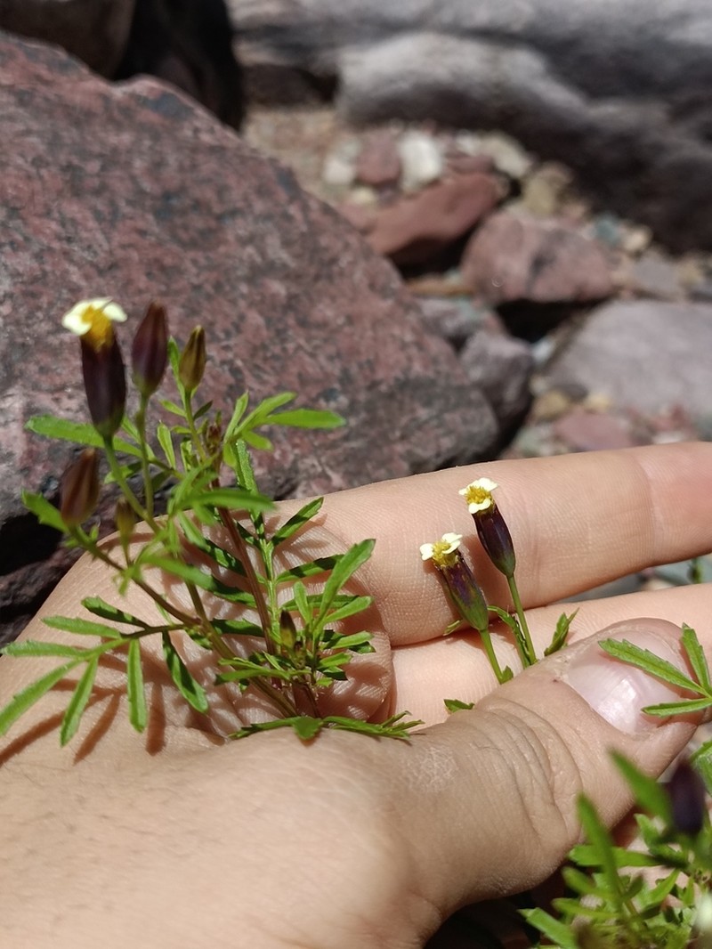 Tagetes laxa
