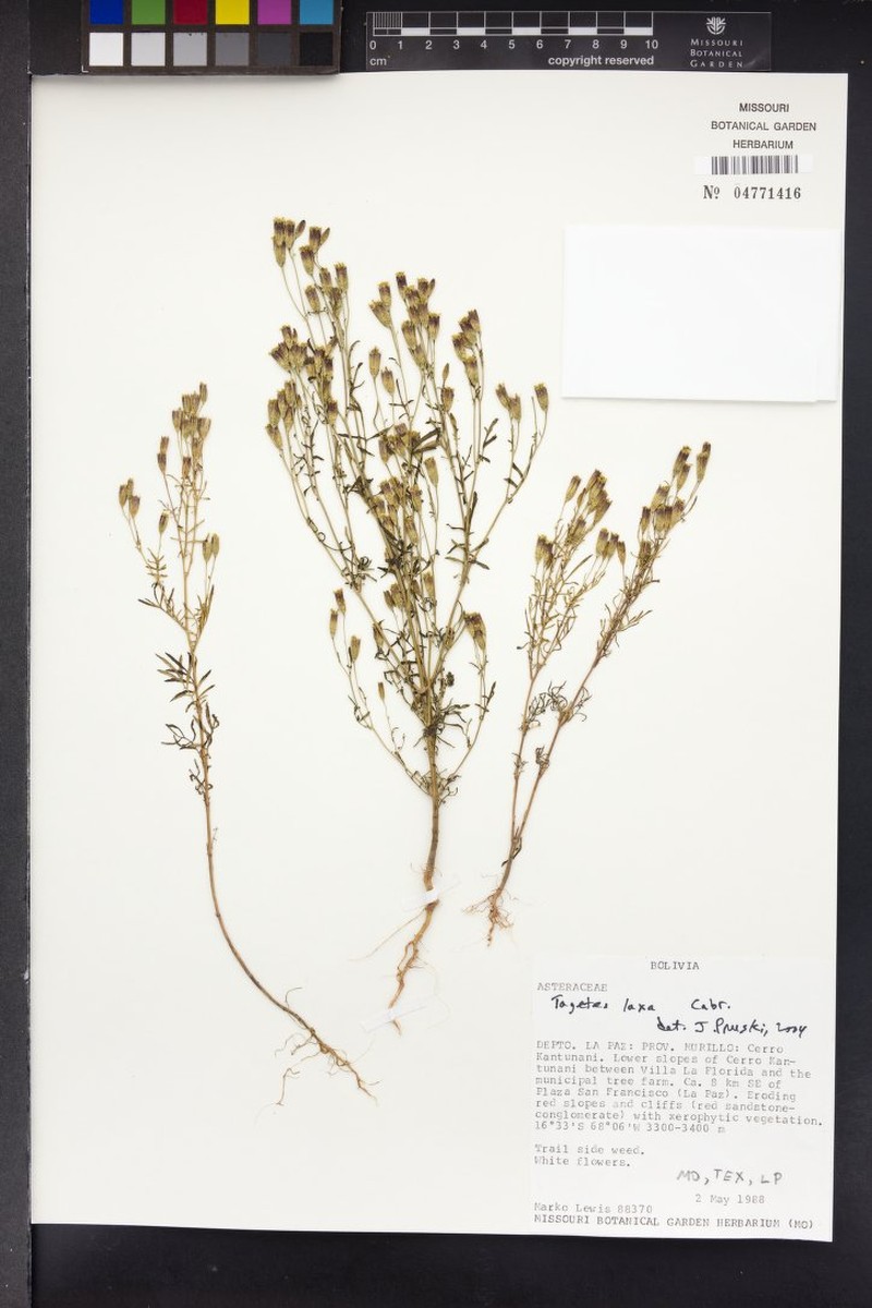 Tagetes laxa photo 3