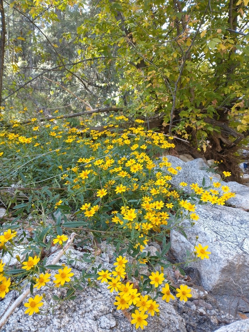 Lemmon's Marigold photo 3