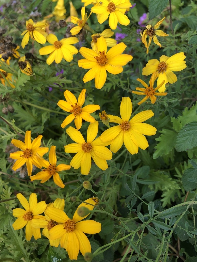 Lemmon's Marigold photo 4
