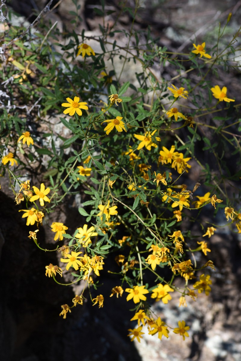 Lemmon's Marigold photo 5