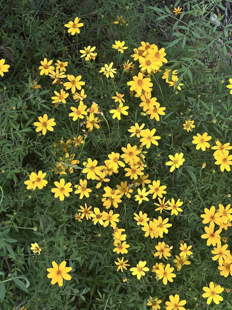 Lemmon's Marigold photo 6