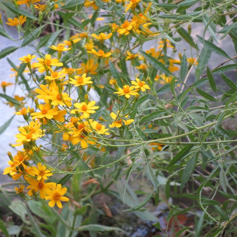 Lemmon's Marigold photo 7