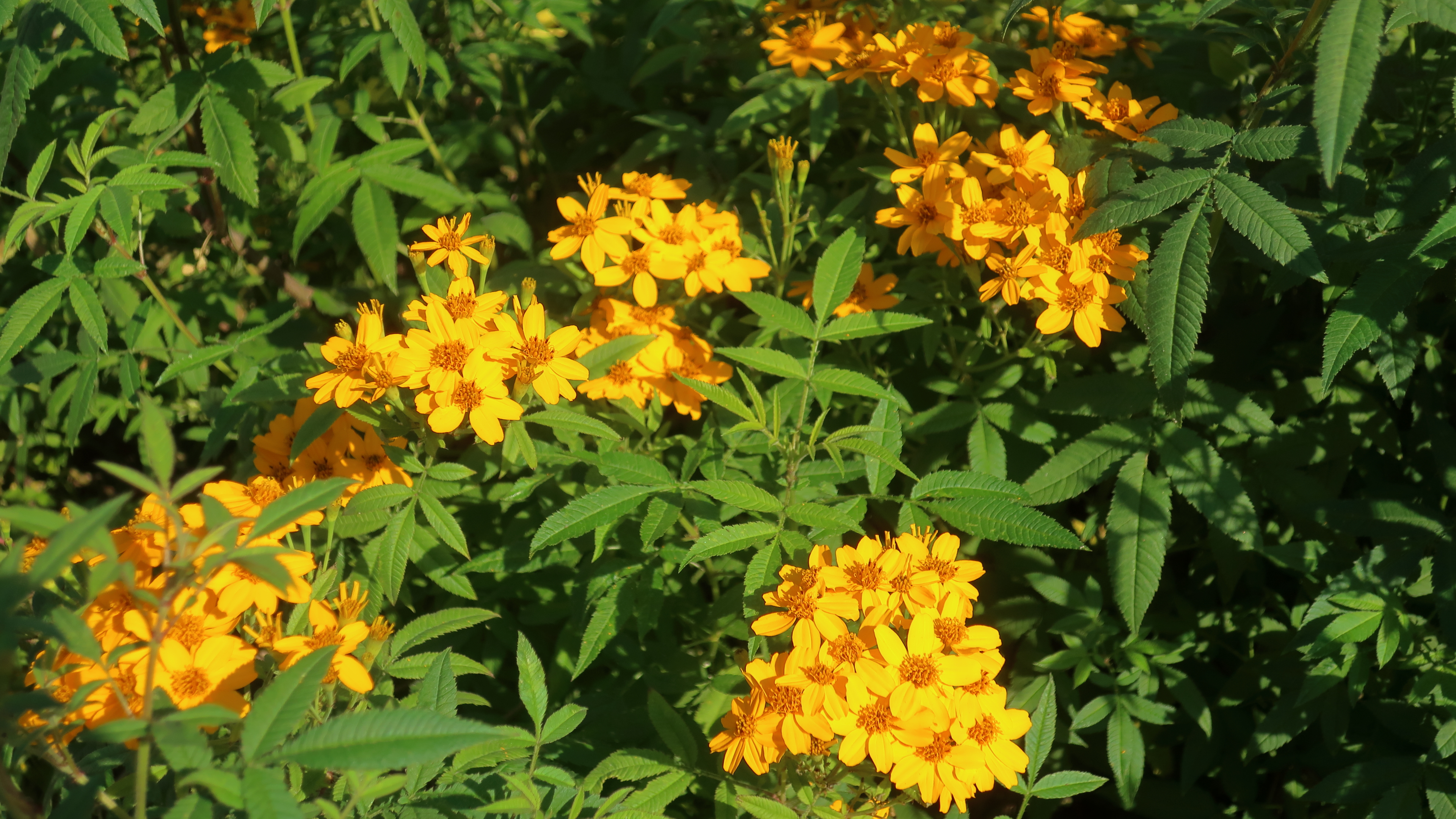 Lemmon's Marigold photo 2
