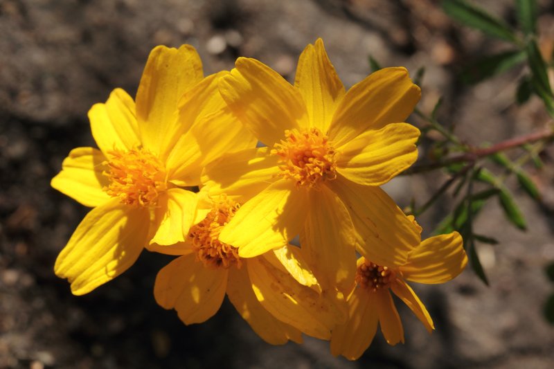 Lemmon's Marigold