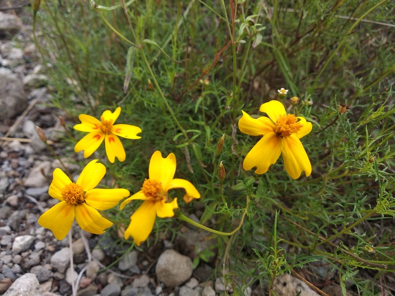 Tagetes linifolia