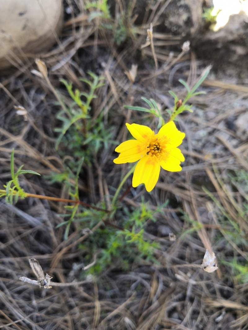 Tagetes linifolia photo 2