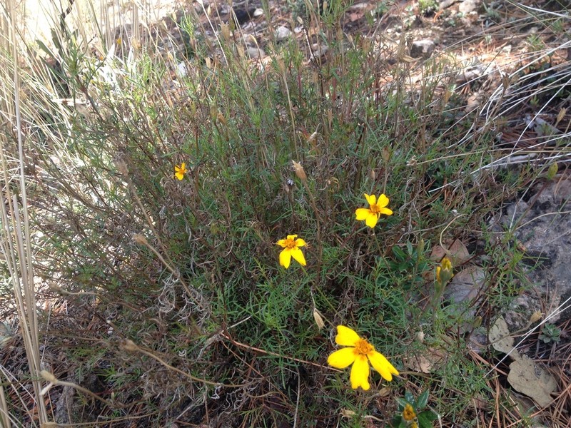 Tagetes linifolia photo 3