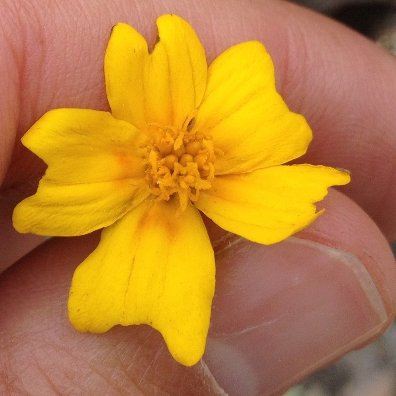 Tagetes linifolia photo 4