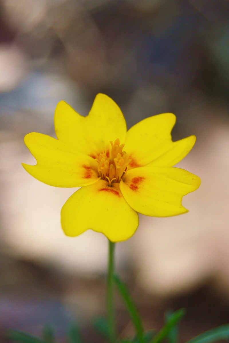 Tagetes linifolia photo 5